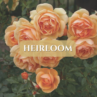 Heirloom