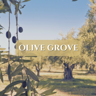Olive Grove